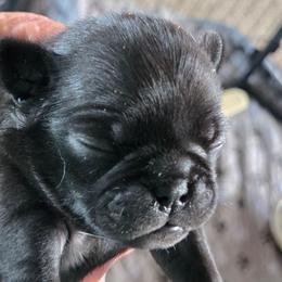 Harper - Black female Pug puppy in Madera, California from Hills Pugs