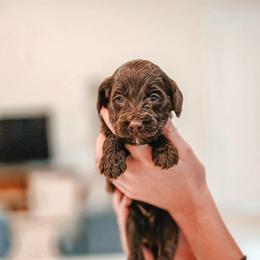 Snicks - Chocolate male Goldendoodle puppy in Punta Gorda, Florida from Transformation Acres Goldendoodle