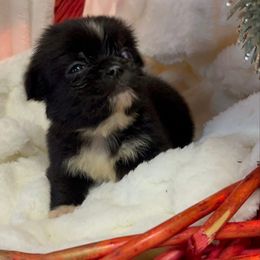 Chase - Black male Pekingese puppy in Elgin, South Carolina from Silver Bells Paw Prints
