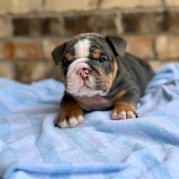 Bobby - Blue tri-color male Bulldog puppy in Hernando, Mississippi from Blues City Bulldogs