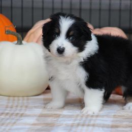 Pretzel - Black tri-color male Australian Shepherd puppy in Circleville, Utah from Canyon Creek Aussies