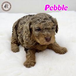 Pebble - Merle female Bernedoodle puppy in Banner Elk, North Carolina from Walnut Tree Bernedoodles