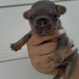 Blue Boy - Black and tan male French Bulldog puppy in Dawsonville, Georgia from Baros Kennel