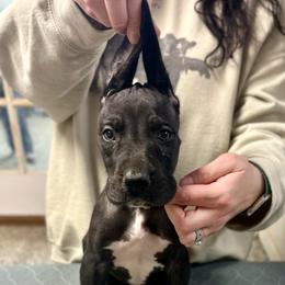 Jim Beam - Black and white male Great Dane puppy in Chapmansboro, Tennessee from Balthrop Bend Farms
