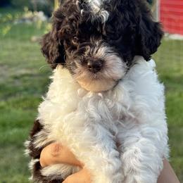 Buzz - Parti male Goldendoodle puppy in Arcadia, Florida from KnuDawn Goldendoodles
