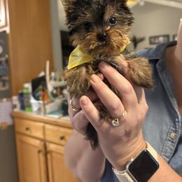 Romeo (Blue Band Male) - Black and tan male Yorkshire Terrier puppy in Tangipahoa County, Louisiana from Riche’ Louisiana Yorkies