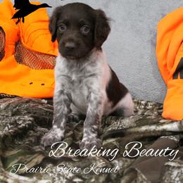 Breaking Beauty - Brown and white female Kleine Munsterlander puppy in New Lenox, Illinois from Prairie State Kennel