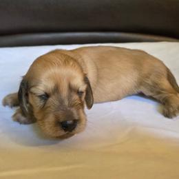 Nalu - Cream male Dachshund puppy in Eldon, Missouri from Pure Joy Dachshunds