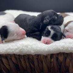 Bernedoodle, Bordoodle, and Poodle Puppies from Divine Doodles