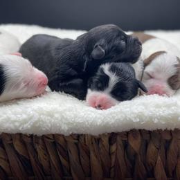 Bernedoodle, Bordoodle, and Poodle Puppies from Divine Doodles