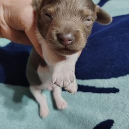 Grimm - Piebald male Dachshund puppy in Hudson, Michigan from Mittentail Kennel Miniature Dachshunds & Australian Shepherds