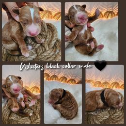 black boy - Red  Goldendoodle puppy in Wellford, South Carolina from 4goldendoodles