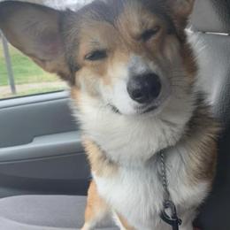 Pembroke Welsh Corgis from Cuddle Bug Corgis