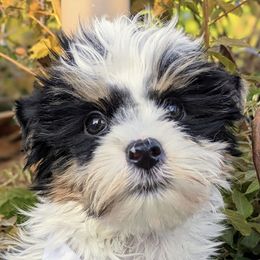 Biewer Terriers and Yorkshire Terriers from Vonda's Yorkieville