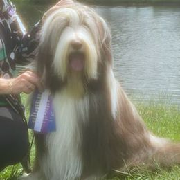 Tyrion - Bearded Collie