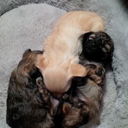 Havanese Puppies from Ravhav Havanese