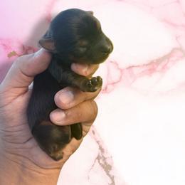 Rose marble - Black and tan female Yorkshire Terrier puppy in Pomona, California from Lunio's Yorkies