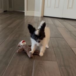 Bradley - White and black female Papillon puppy in Howe, Oklahoma from Southern Sweet Papillons