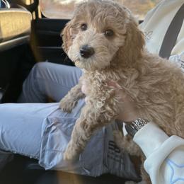 Goldendoodle Puppies from Oxfordshire Goldendoodles