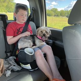 Bailey - Yorkshire Terrier