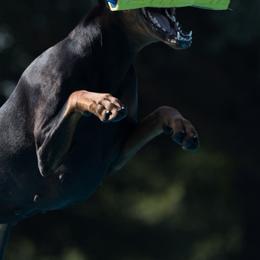 Doberman Pinschers from Waterfront Kennels