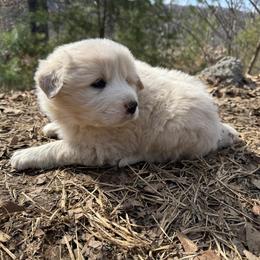 Puppy ID 17262 - White female Great Pyrenees puppy in Leicester, North Carolina from Randall Glen Pyrenees