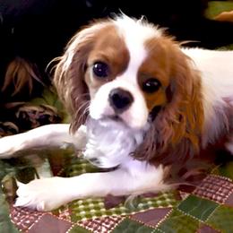 Daisy - Cavalier King Charles Spaniel