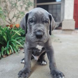 Great Dane Puppies from Babes & Danes