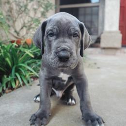 Great Dane Puppies from Babes & Danes