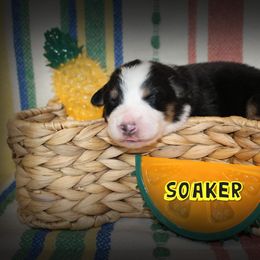 Boy 3 - Australian Shepherd puppy from C'est Bon Aussies Australian Shepherds