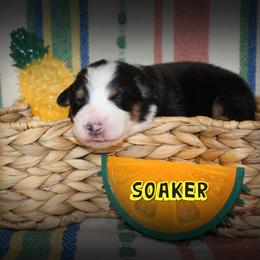 Boy 3 - Australian Shepherd puppy from C'est Bon Aussies Australian Shepherds
