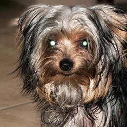 Maltese and Yorkshire Terriers from Teacup Yorkie Love