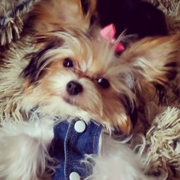 Gypsy - Yorkshire Terrier