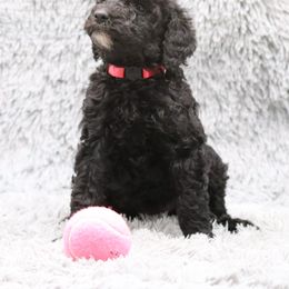 Poodle Puppies from Absolutely Pampered Poodles