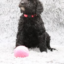Poodle Puppies from Absolutely Pampered Poodles