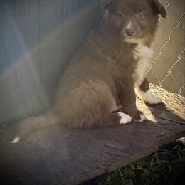 Trooper - Red male Border Collie puppy in North Lakeport, California from Wild Rose Ranch