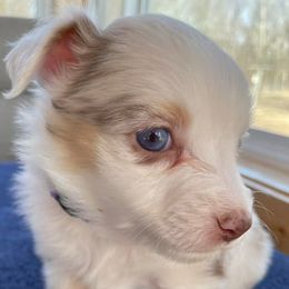 Miniature Australian Shepherds and Toy Australian Shepherds from Leary’s Little Aussies