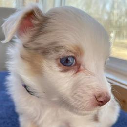 Miniature Australian Shepherds and Toy Australian Shepherds from Leary’s Little Aussies