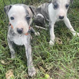 Whippet Puppies from Shannon Whippets