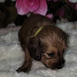 Dachshund Puppies from CLARK'S BREEDING PROGRAM