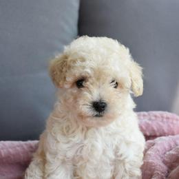 Daisy (AKC) - White female Poodle puppy in Rainbow City, Alabama from Misioh Poodles