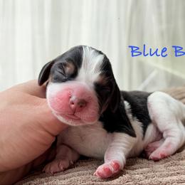 Blue Boy - Black white and tan male Beagle puppy in Grantsville, Maryland from Fable & Fern Beagles