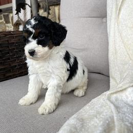 Ellie - Tri-color female Bernedoodle puppy in Holtwood, Pennsylvania from Country Ridge Puppies