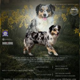 Larkin - Miniature American Shepherd