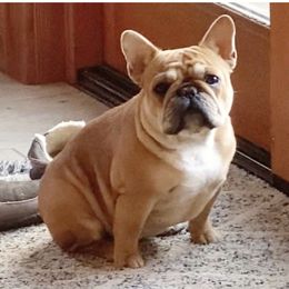 Larreta - French Bulldog