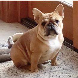 Larreta - French Bulldog