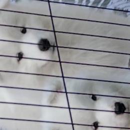Samoyeds from Debra Ellis-Majcen