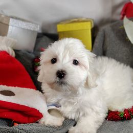Santi: OFA and CHIC sire - White male Coton de Tulear puppy in Westfield, North Carolina from Legacy Pets