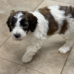 SHILOH - Brown and white male Saint Berdoodle puppy in San Antonio, Texas from Mammoth Doodles