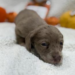 Rusty - Dapple male Dachshund puppy in Mansfield, Missouri from Owens Farm